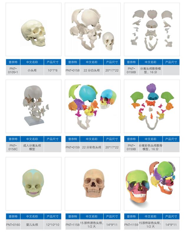 Human Head Neck Transection Teaching Anatomical Model/Anatomy Colored Skull Model/Medical Teaching Anatomy Model Price Manufacturer