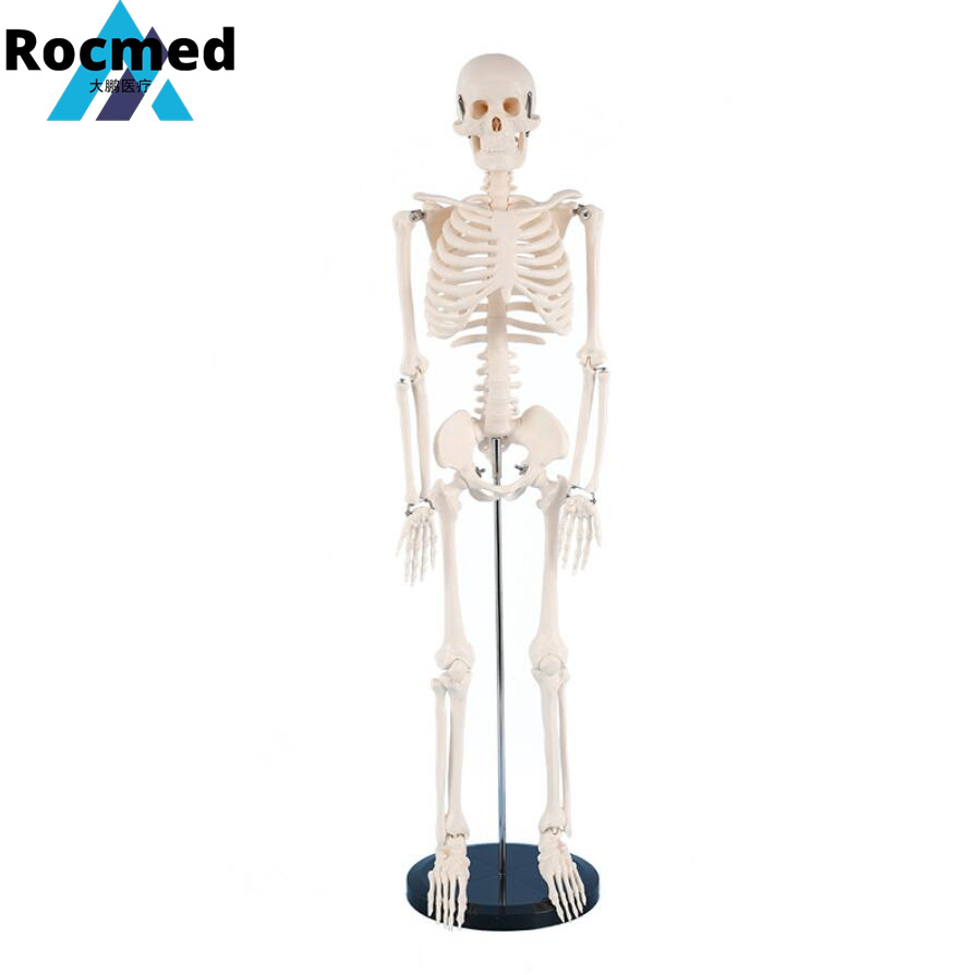 Medical Science Anatomy 180cm 85cm Human Anatomical Skeleton Model/Medical Human Anatomical Skeleton Model Medical Model Anatomy Model